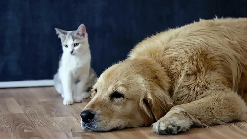 Como manter o seu animal de estimação seguro durante o calor extremo