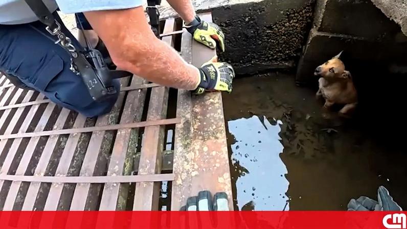Bombeiros resgatam cão preso num esgoto nos EUA
