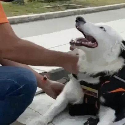 Cão de busca localiza 12 pessoas com vida após sismos na Venezuela