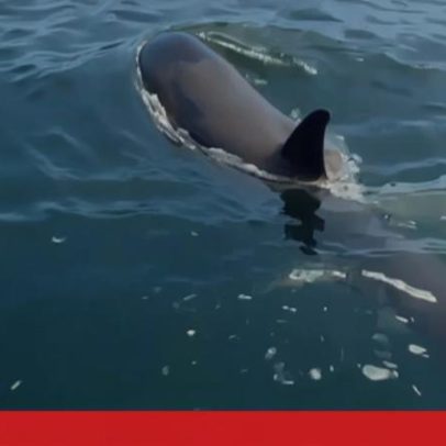 Orcas avistadas a nadar junto a barco em Sesimbra