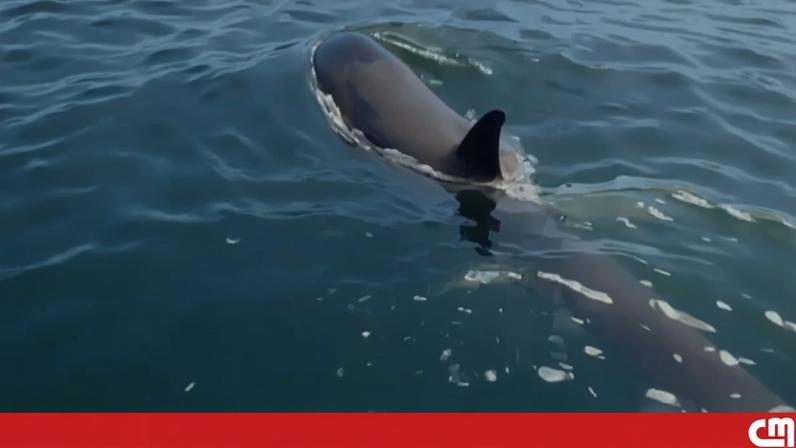 Orcas 'apanhadas' a nadar perto de barco em Sesimbra