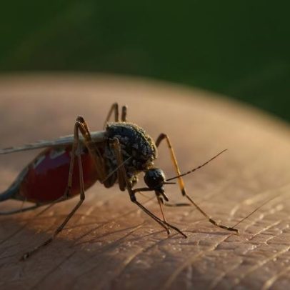 Malária causa 29 mortes em Manica, Moçambique, em três meses