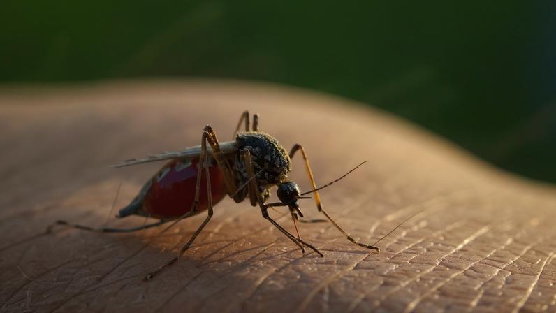 Pelo menos 29 pessoas morreram de malária no primeiro trimestre do ano na província de Manica, centro de Moçambique