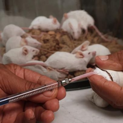 União Europeia pretende eliminar gradualmente testes de químicos em animais