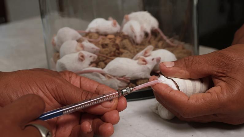 União Europeia quer eliminação progressiva de testes de produtos químicos em animais