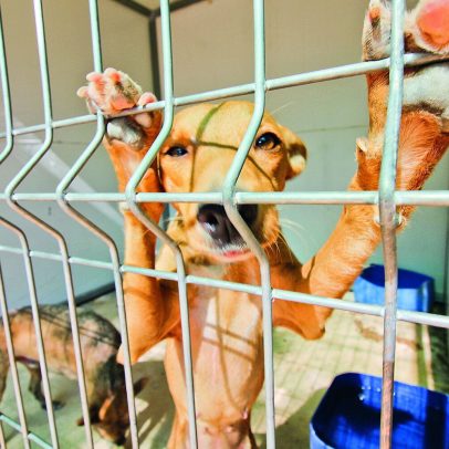GNR identifica suspeitos de maus-tratos a animais e apreende 54 cães em Palmela
