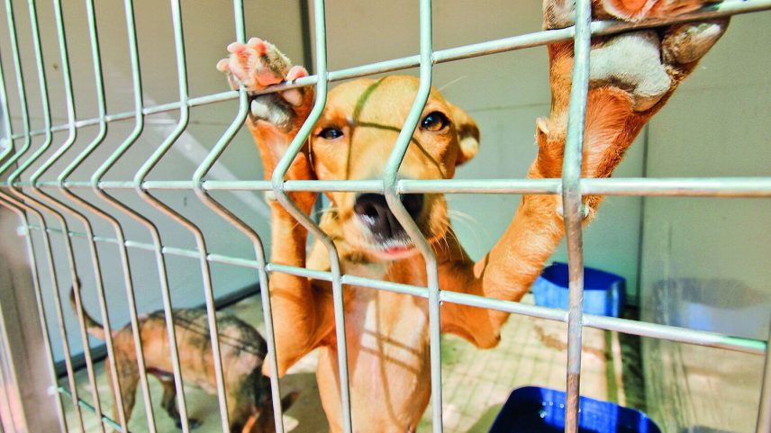 GNR identifica suspeitos de maus-tratos a animais e apreende 54 cães em Palmela