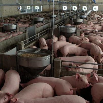 Suinicultura multada em 350 mil euros e encerrada por descargas ilegais