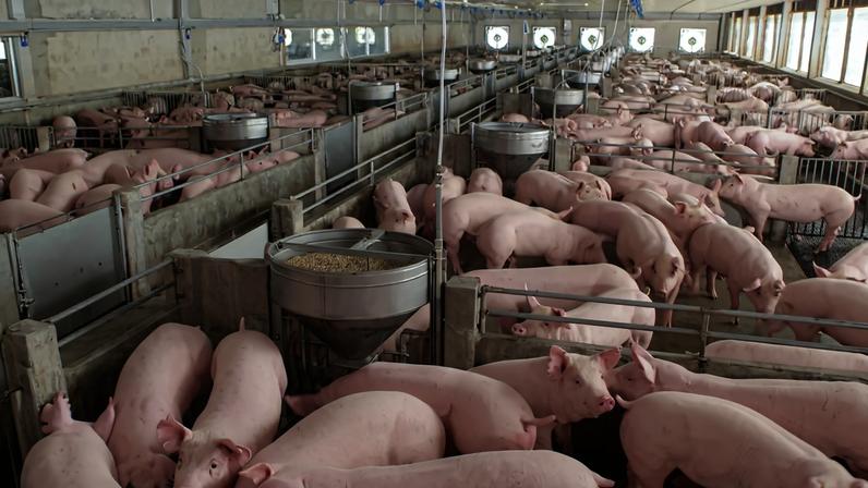 Suinicultura multada em 350 mil euros e encerrada por descargas ilegais