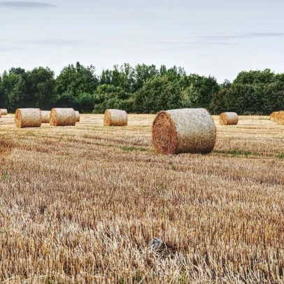 Preço médio da produção agrícola na UE cai 2,9% no 1.º trimestre