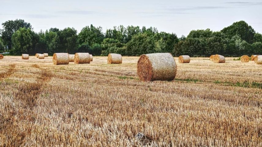Preço médio da produção agrícola na UE cai 2,9% no 1.º trimestre