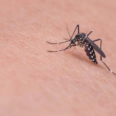 Estudo explica como mosquitos sobrevivem aos vírus que transmitem