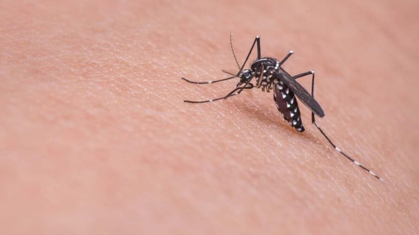 Estudo explica como mosquitos sobrevivem aos vírus que transmitem