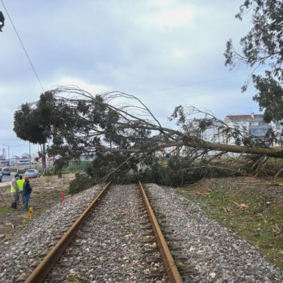 Reparação da linha ferroviária Torres Vedras–Mafra arranca até final do mês
