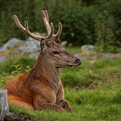Plano nacional destina 500 milhões/ano até 2030 para restauro da natureza