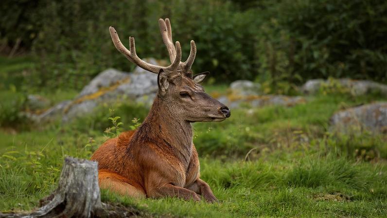 Plano nacional destina 500 milhões/ano até 2030 para restauro da natureza
