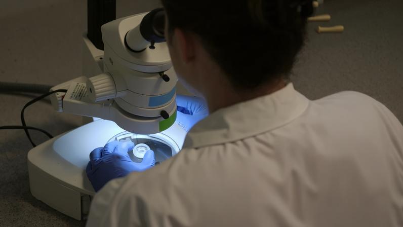 Investigadores estudam como o organismo adormece o cancro