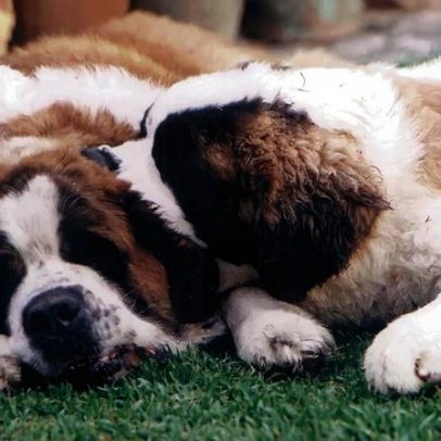 Família paga 60 mil euros/ano para passear dois cães no Reino Unido