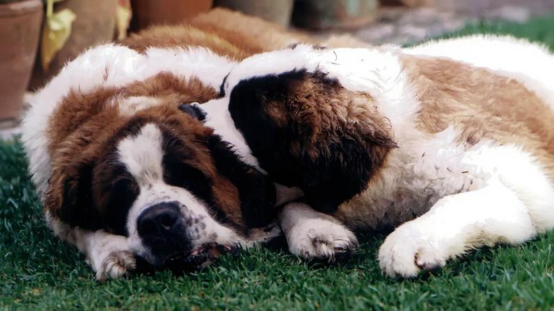 Candidato ideal terá de passear, alimentar e mimar os dois cães da casa, assumindo o controlo total do lar e dos animais sempre que os proprietários estiverem fora em viagem