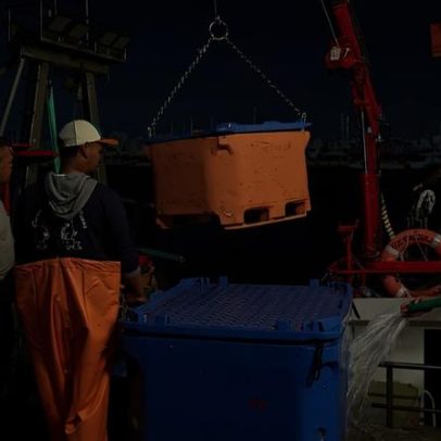 Preço da sardinha duplica nas lotas algarvias face a 2025