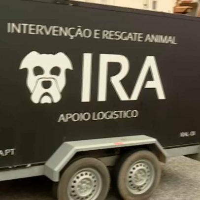250 cães resgatados de fábrica de animais por maus-tratos