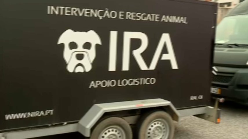 250 cães resgatados de fábrica de animais por maus-tratos