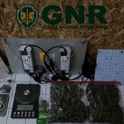 GNR detém traficante com 80 doses de canábis em Penafiel
