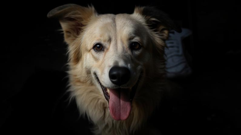 Cão herói Tsunami ajuda a resgatar 12 pessoas com vida na Venezuela