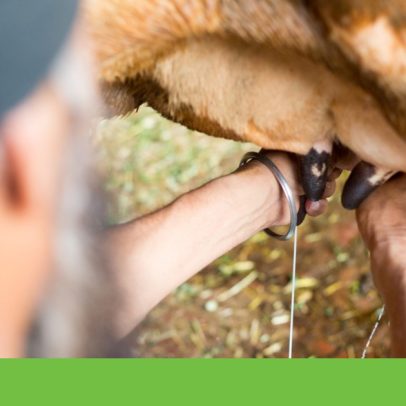 Calor extremo testa produção recorde de leite na Índia