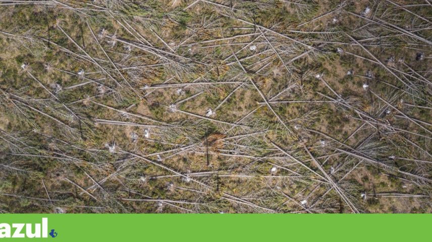Em Abril, três meses após a tempestade, restavam muitas árvores caídas no pinhal de Leiria, uma das zonas mais afectadas