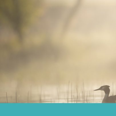 Sabugal oferece 12 locais para observar aves ao longo do ano