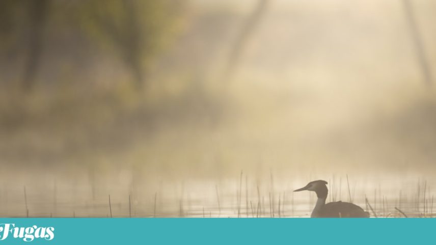 Sabugal oferece 12 locais para observar aves ao longo do ano