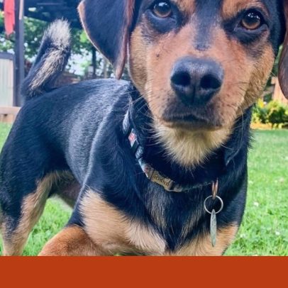 Ronaldo, o cão que brilha no futebol, mesmo sem Cristiano