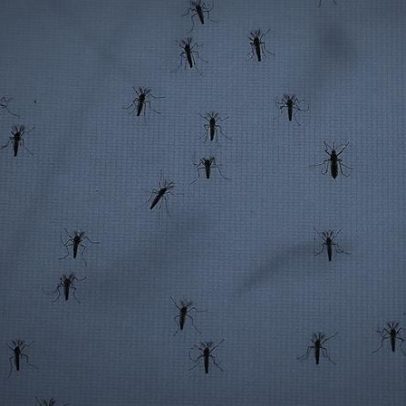 Alemanha enfrenta praga de mosquitos comuns e tigre asiático