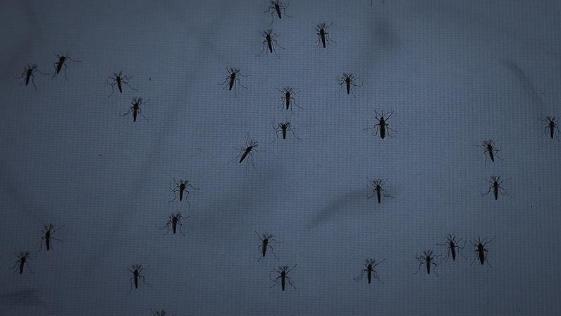 Imagem de arquivo. Mosquitos Aedes aegypti na instalação da Oxitec durante visita de imprensa em Campinas, no estado brasileiro de São Paulo, quarta-feira, 1 de outubro de 2025.