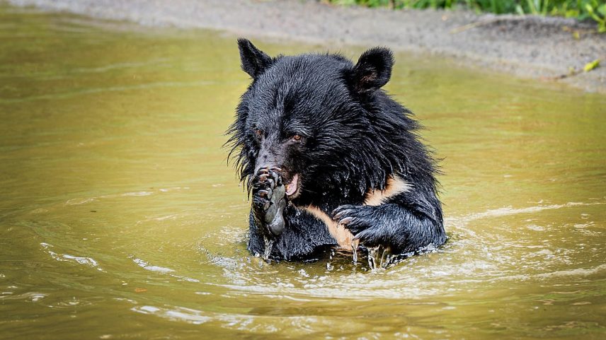 Ursos-negros asiáticos resgatados de quintas de bílis na Coreia do Sul, Knuthenborg Safaripark, Dinamarca, 2 junho 2026