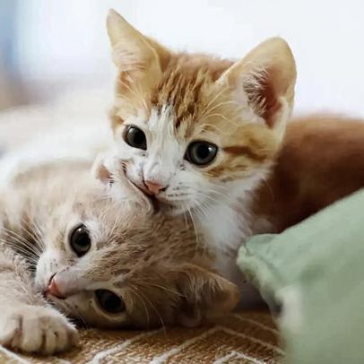 Gelatina criada em Coimbra promete hidratar melhor os gatos