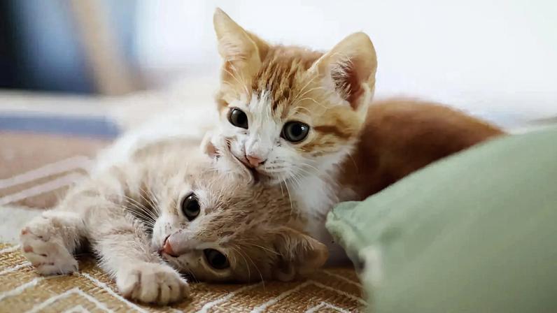 Gelatina criada em Coimbra promete hidratar melhor os gatos