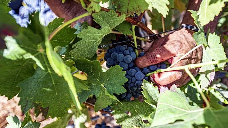 Excedente de vinho equivale a três anos de consumo global