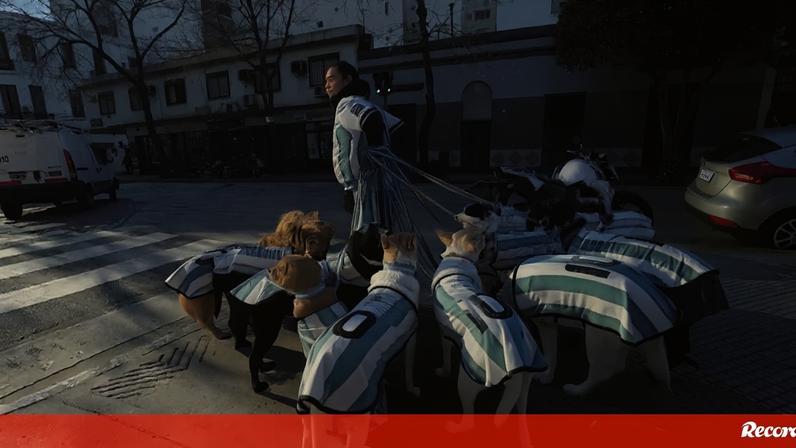 'La Perroneta': os cães que se vestem a rigor para apoiar a seleção Argentina no Mundial