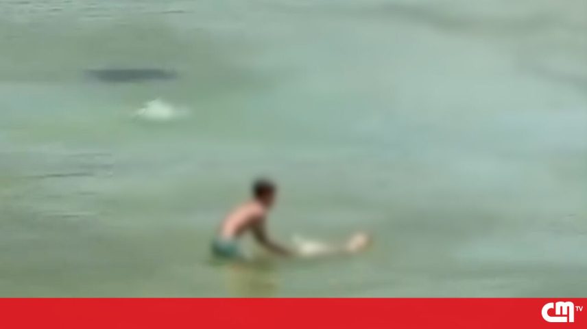 Menor filmado a tentar afogar cão em Lisboa, investigação em curso